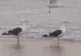 /album/photogallery/kelp-gulls-tanji-jpg/